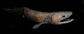 Hexanchiformes