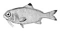 Polymyxiomorpha