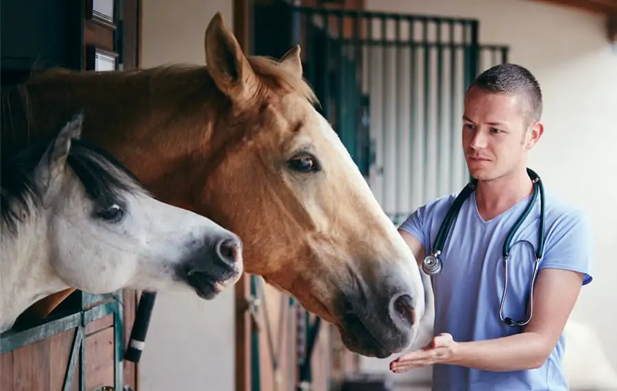Equine Massager: Equine Owners' Feedback, Reviews and More! 2 equine massage tool for a mare and baby horse pocking their head out of the stable